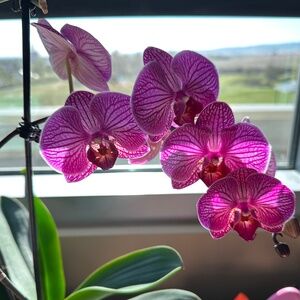 Meet your Posher, Onawa